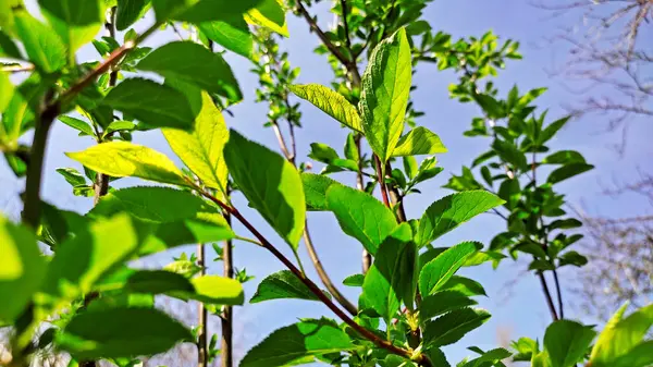 Kırsal kesimde bahar zamanı yakalanıyor..