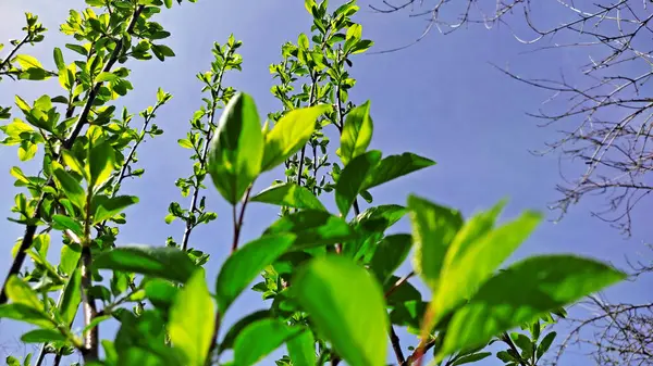 Kırsal kesimde bahar zamanı yakalanıyor..