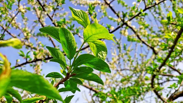 Kırsal kesimde bahar zamanı yakalanıyor..
