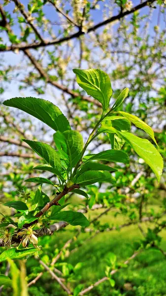 Kırsal kesimde bahar zamanı yakalanıyor..