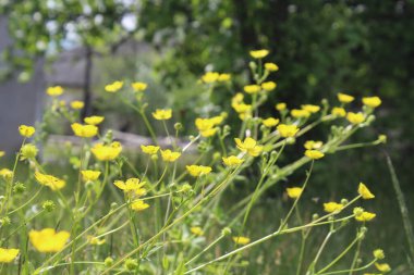 Bahçedeki güzel çiçekler