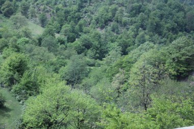 Ormandaki yeşil ağaçlar