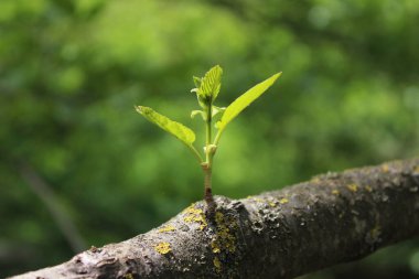 Genç yeşil yaprak ormanda büyüyor.