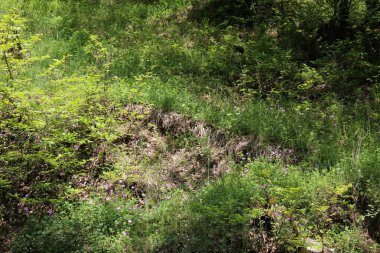 Dağlardaki güzel orman