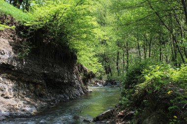 Ormanın güzel manzarası