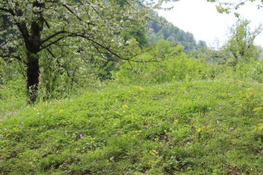 Bahçedeki güzel çiçekler