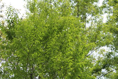 Ormanda yeşil yapraklar