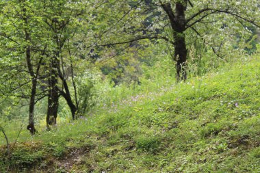 Çiçekli güzel yeşil orman