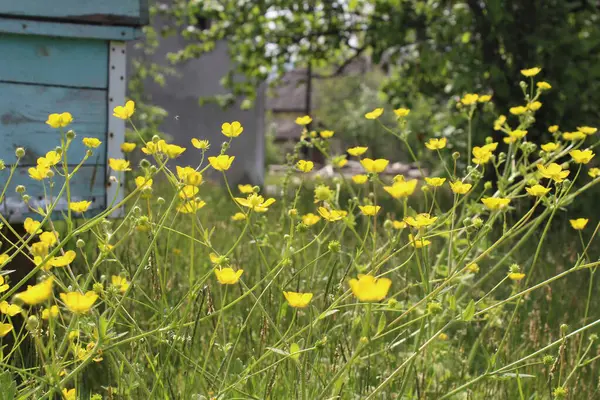 Bahçedeki güzel çiçekler