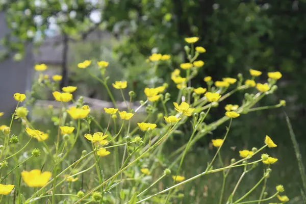 Bahçedeki güzel çiçekler