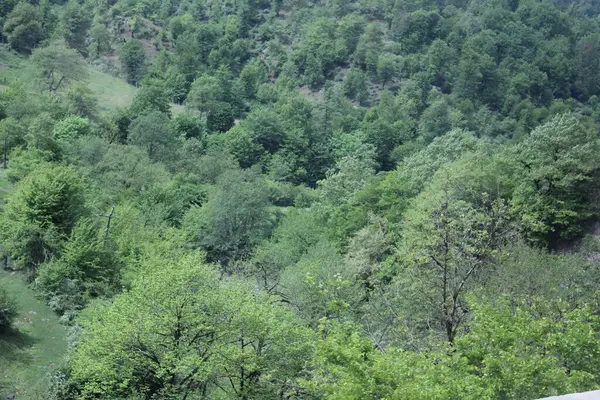 Ormandaki yeşil ağaçlar