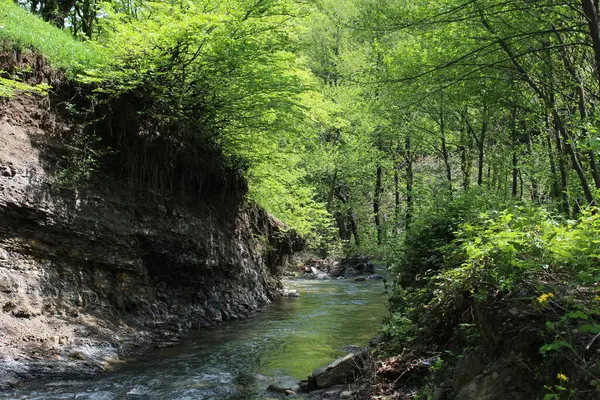 Ormanın güzel manzarası