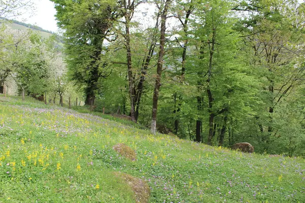 Parktaki güzel çiçekler.