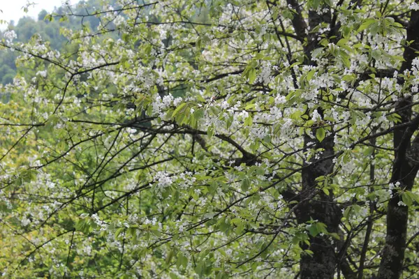 Japonya 'da kiraz çiçeği