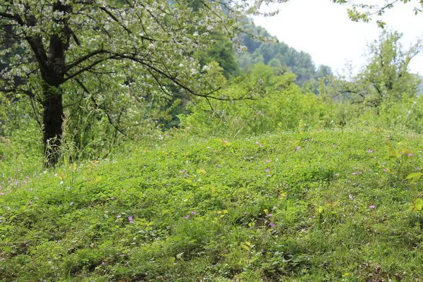 Bahçedeki güzel çiçekler