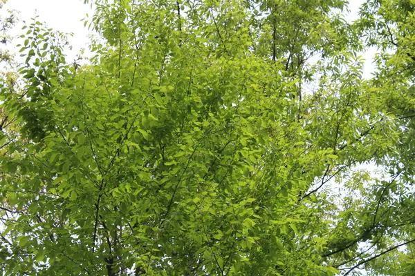 Ormanda yeşil yapraklar