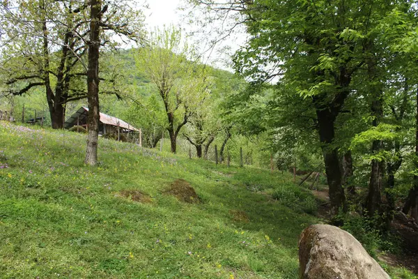 Parkta yeşil çimenler