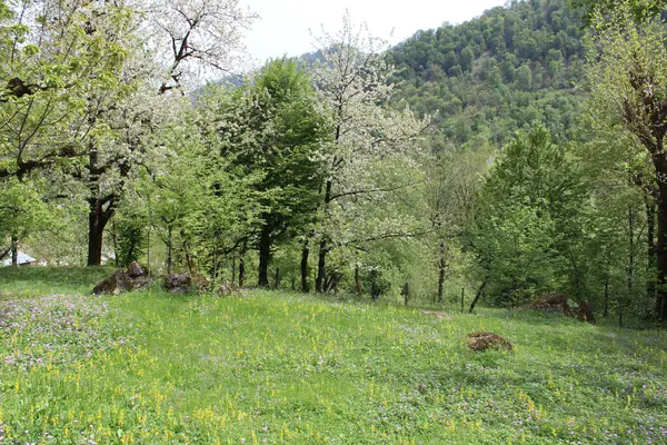 İlkbaharda ormanın güzel manzarası