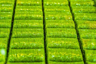 yeşil bambu yaprağı arkaplan dokusu.