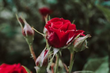 Bahçede güzel kırmızı güller