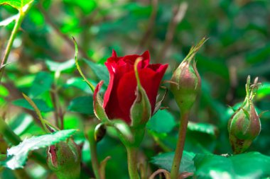 Bahçede kırmızı gül