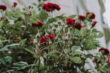 Çalılıklarda kırmızı gül