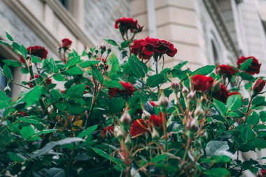 sokakta kırmızı gül