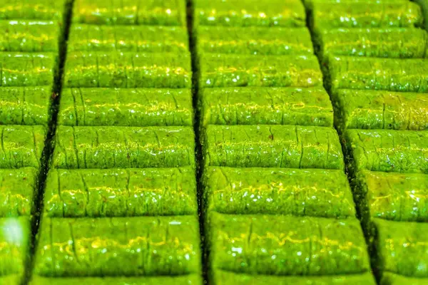 yeşil bambu yaprağı arkaplan dokusu.