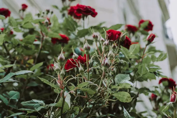 Çalılıklarda kırmızı gül