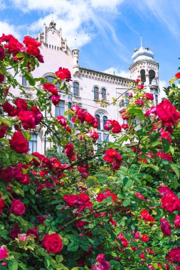 Gdansk kasabasında güller