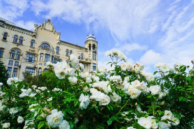 Parktaki güzel çiçekler.