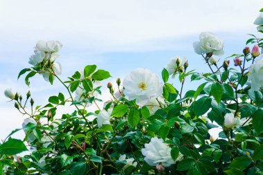 Bahçedeki güzel çiçekler