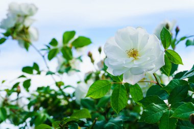 Güzel çiçekler, doğa arka planı.