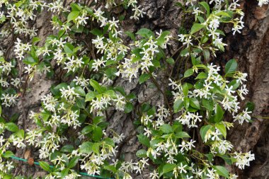 Bahçedeki beyaz çiçekler