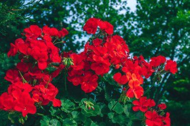 Parktaki çalıların üzerinde parlak güzel çiçekler