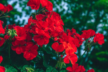 Bahçedeki kırmızı çiçekler