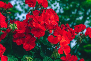 Bulanık arka planda parlak kırmızı sardunya çiçeği. Yaz konsepti. Kapat - kapat.