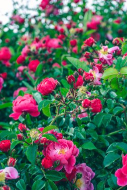 Bahçedeki güzel çiçekler