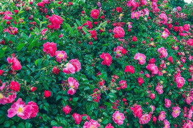 Bahçedeki güzel çiçekler