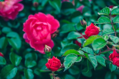 Bahçedeki kırmızı güller