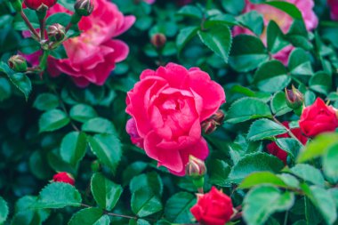 Bahçedeki güzel güller