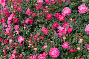 Bahçede kırmızı gül çiçeği