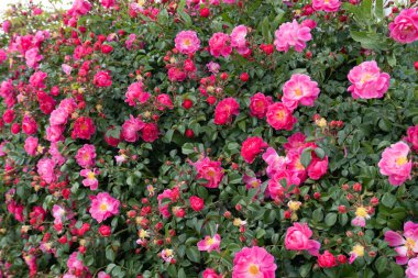 Bahçedeki güzel pembe güller