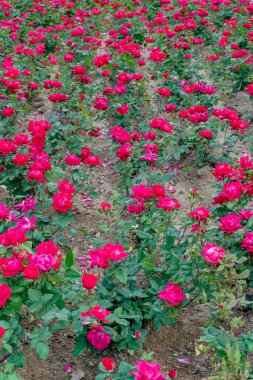 Bahçedeki güzel güller