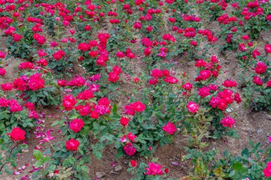 Bahçede güzel kırmızı güller