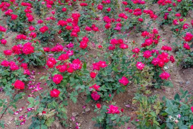 Bahçedeki güzel pembe güller