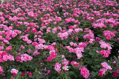 Bahçedeki pembe çiçek