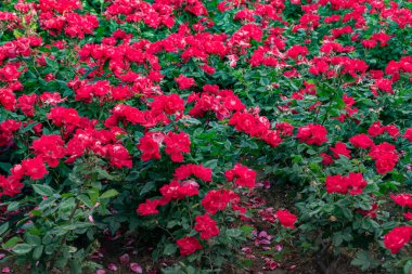 Bahçedeki güzel kırmızı çiçek
