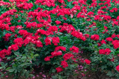 Bahçede çiçek açan kırmızı çalı çalısı.