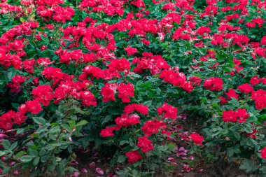 Bahçedeki güzel çiçekler